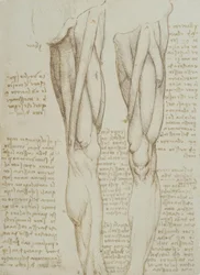 estudos de anatomia